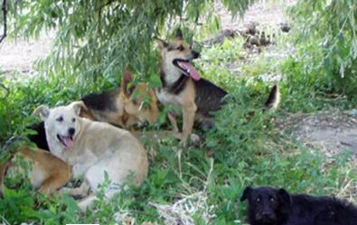 В Севастополе стая бродячих собак держит в страхе жителей
