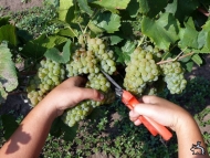 Высокий урожай винограда собирают в Севастополе