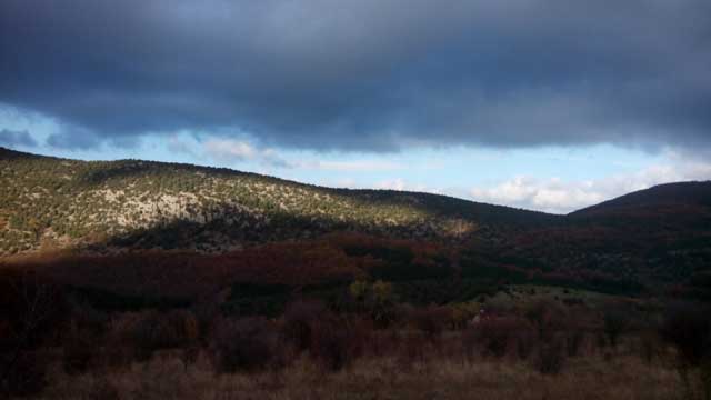 Конец вольнице: у севастопольской фирмы отобрали тысячи гектаров леса
