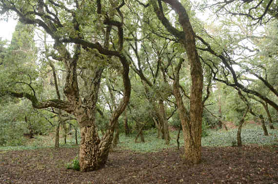 Знаменитой роще пробкового дуба в Никитском саду исполнилось 200 лет