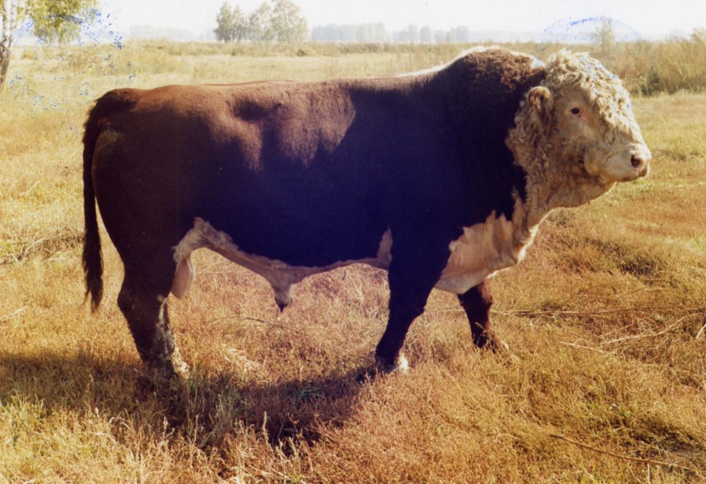 Казахская белоголовая порода коров: описание, характеристики, содержание