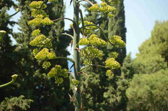 В Никитском ботаническом саду расцвела агава, которая «готовилась» к своему цветению 46 лет (фото)