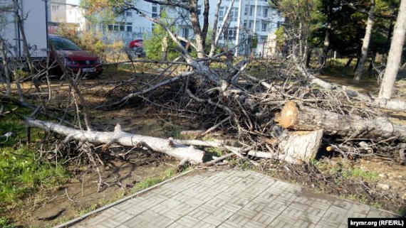 В Севастополе несколько десятков сосен снесли на проспекте Острякова (фото)