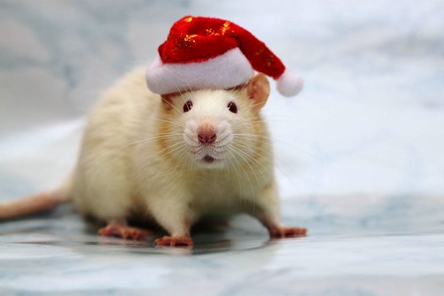 Сценарий на Новый год 2020 год Крысы для семьи: новогодний